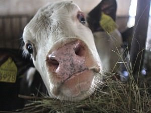 Sibienii obligaţi să înscrie animalele şi terenurile în registrul agricol