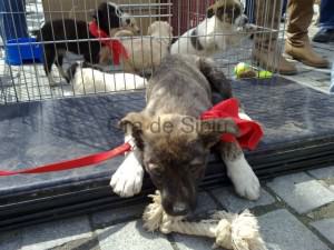 aproape 40 de câini aduşi sâmbătă la campania de adopţii în piaţa mică