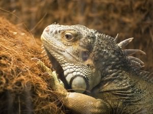 expoziţia de reptile vii deschisă oficial la muzeul de istorie naturală