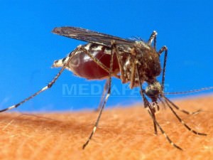 două persoane din sibiu sunt infestate cu virusul west nile