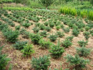 Gărda de Mediu din Sibiu palntează arbori ornamentali la Dumbrăveni