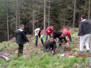 foto - prefectul răcuciu a plantat copaci la păltiniş