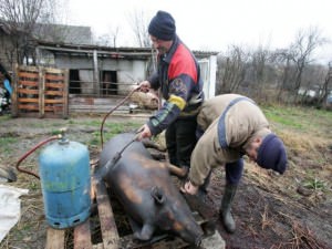 Focar de trichineloză la Copşa Mică. Cinci persoane au ajuns în spital