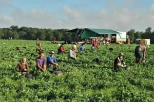 locuri de muncă pentru stagiari în danemarca prin ajofm sibiu