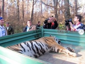 Parchetul Judecătoriei Sibiu a deschis dosar privind uciderea tigrului fugit marţi de la Zoo