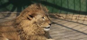 video măsuri de sporire a siguranţei grădinii zoologice sibiu. vezi ce se schimbă!