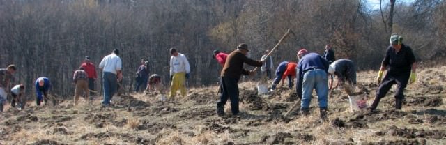 Peste 45.000 de puieţi plantaţi la Mediaş