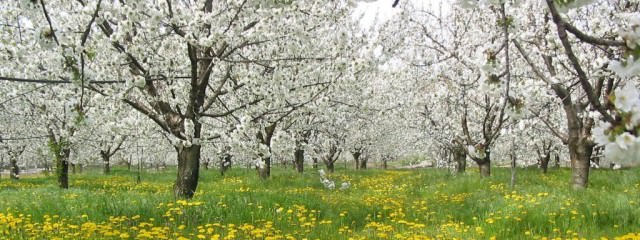 patru consilii judeţene interesate de dezvoltarea sitului natura 2000 în munţii făgăraş