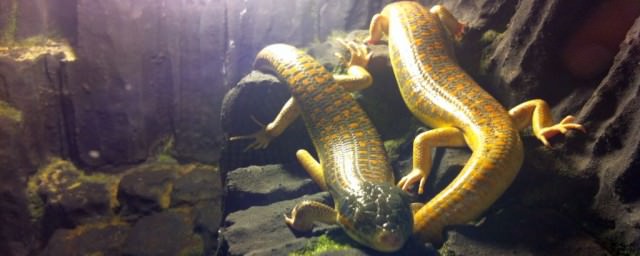 FOTO Şerpi uriaşi, varani şi un crocodil unic în România în expoziţia de reptile din Sibiu