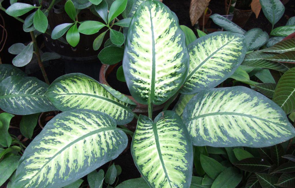 dieffenbachia