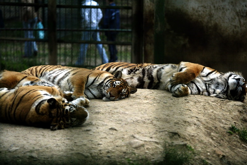 record de vizitatori în weekend la grădina zoologică din sibiu