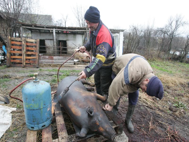 atenție la porcii pe care îi veți tăia. trichineloza e o boală gravă