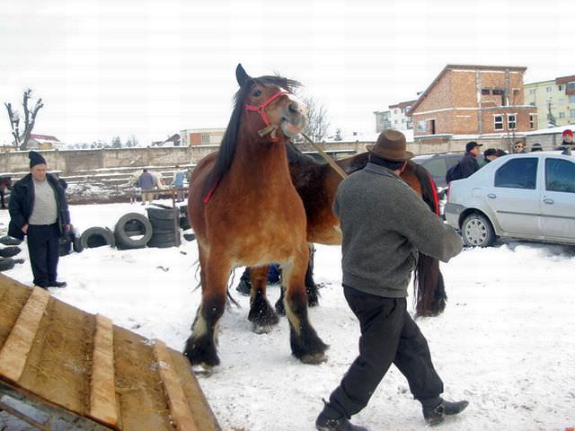 peste 300 de cai de rasă din toată ţara vin sâmbătă la sibiu. vezi galerie foto cu ce cai vin!