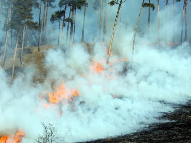 video - incendiu de vegetaţie în cartierul binder bubi de la mediaş