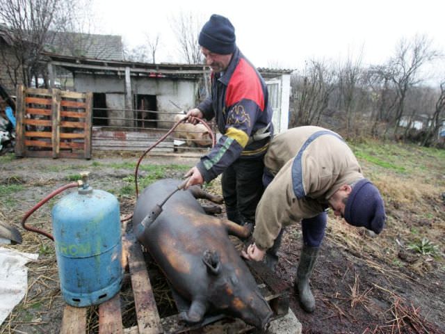 focar de trichineloză la copşa mică. cinci persoane au ajuns în spital