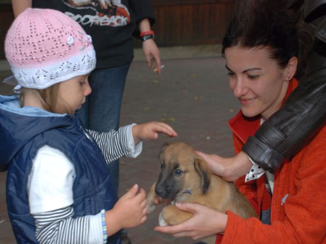 campanii de adopţii la târgul de crăciun