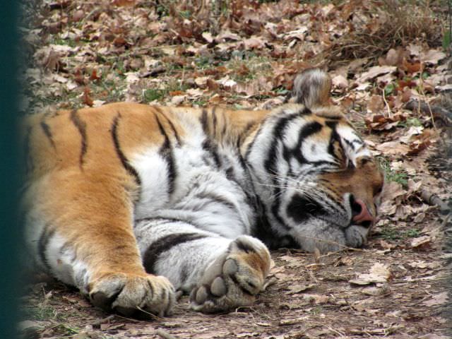 video – tigrul baghera suferă de singurătate la zoo în sibiu după moartea mamei sale