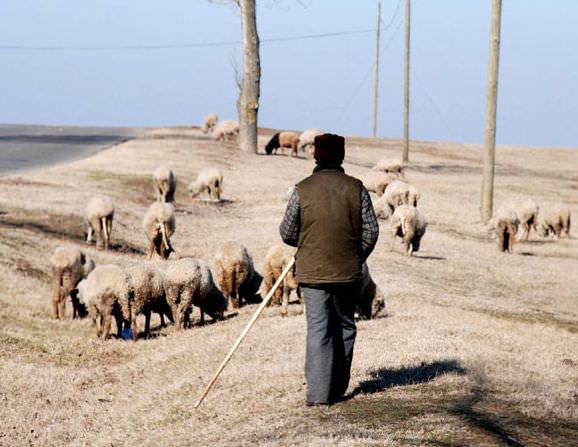 cioban omorât în bătaie de un alt „coleg” la caşolţ