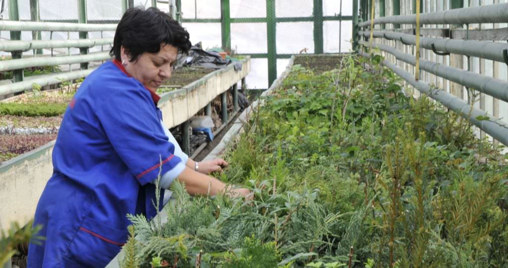 plantări de toamnă la sibiu: peste 50.000 de flori, 20.000 de bulbi, 450 de arbori, 10.000 de fire de gard viu şi arbuşti