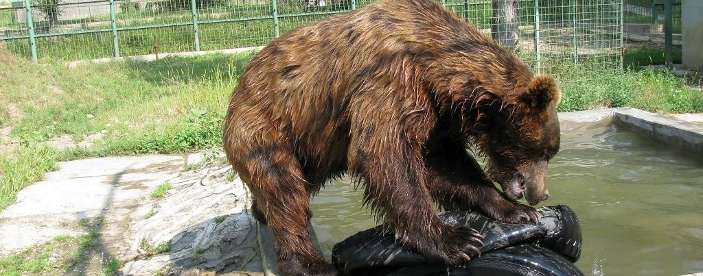 program prelungit la grădina zoologică din sibiu în weekend