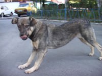 ultima oră: copil de 1 an şi şapte luni muşcat de un câine – vezi amănunte!