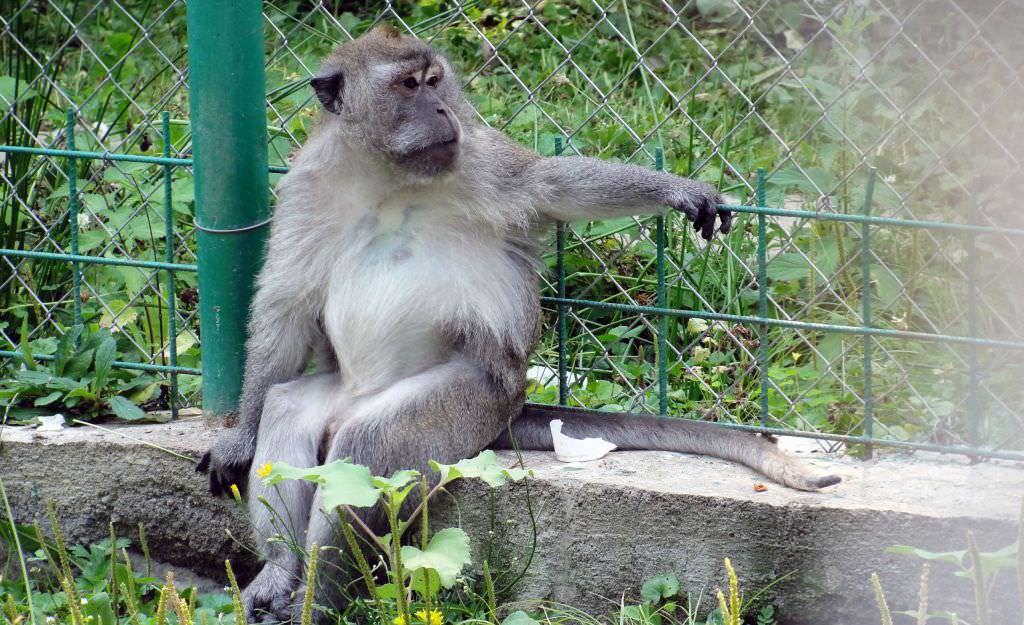 adăpost de 1 milion de lei pentru maimuțele de la grădina zoologică