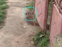 video: războiul continuă la moşna, ţiganii s-au revoltat după ce s-au trezit cu cablurile sub geamuri!