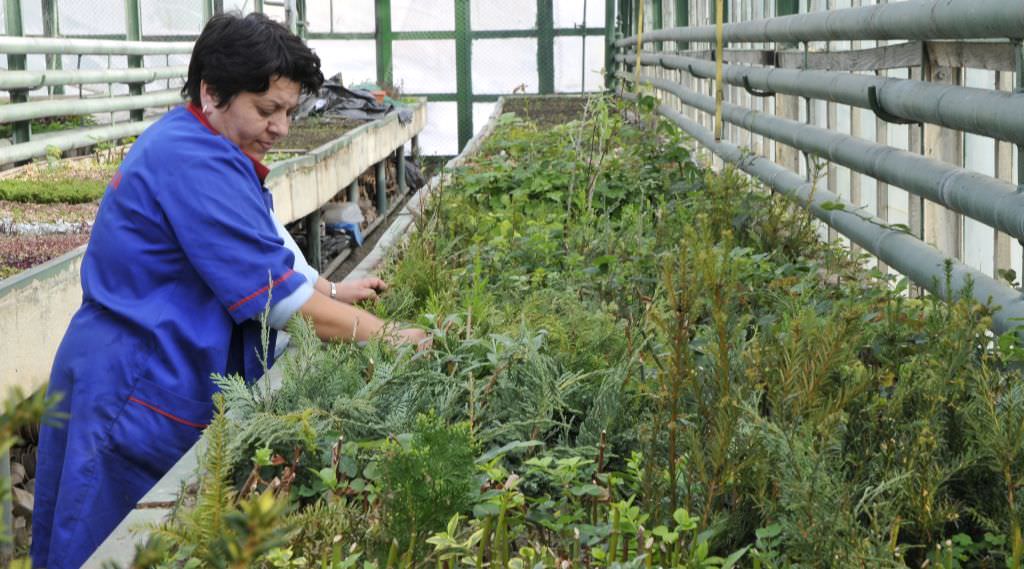 sibiul înverzeşte în această perioadă. uite câți arbori plantează primăria în oraș!