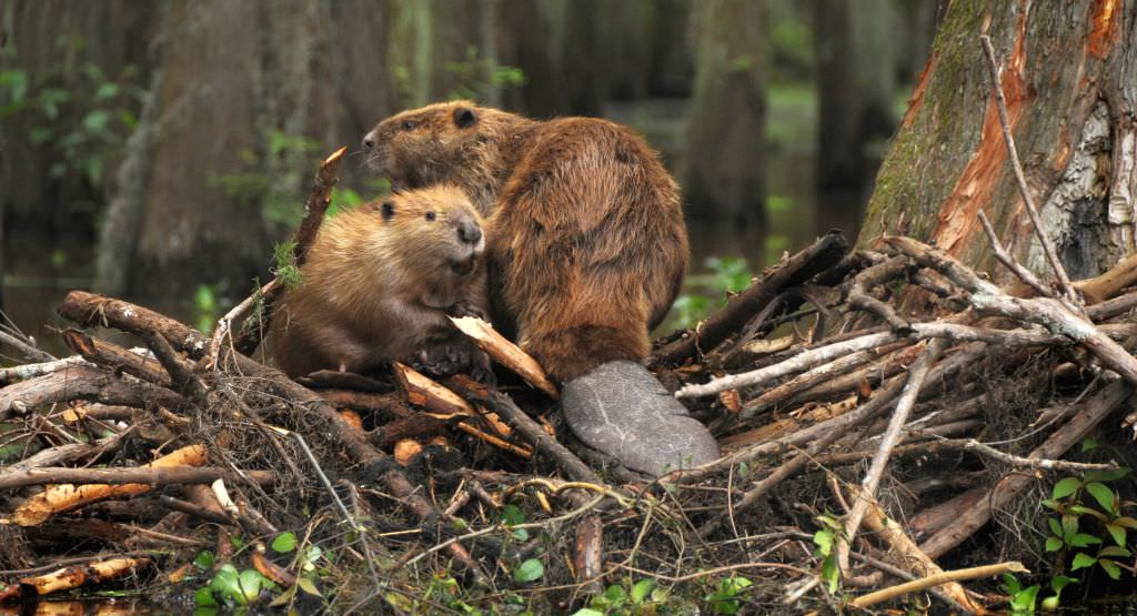 castorii în pericol de exterminare la tocile. iată ce au făcut localnicii!