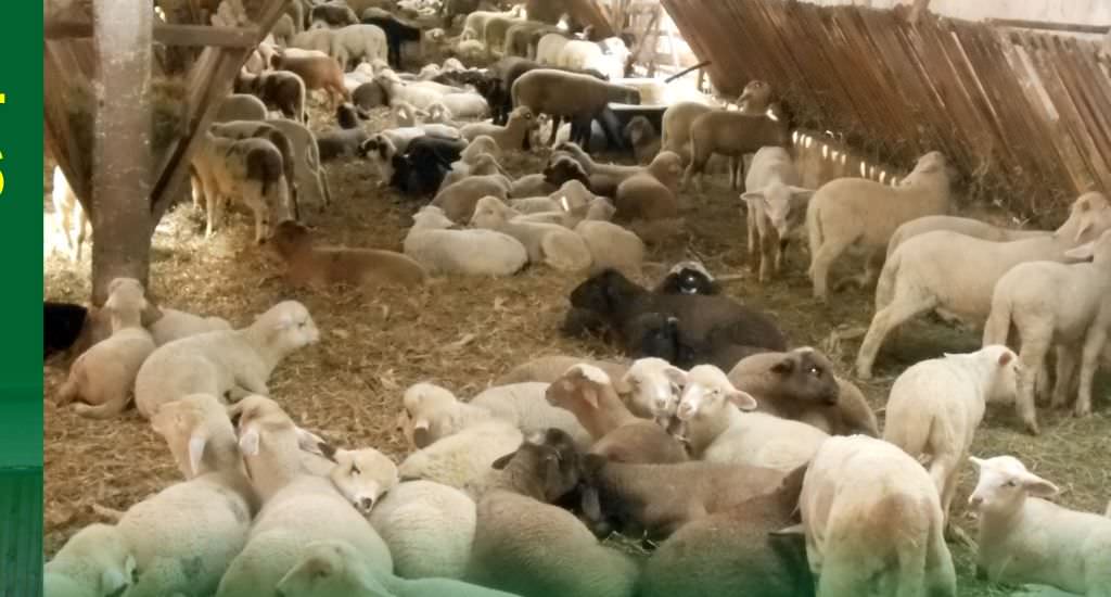 expoziţie de ovine crescute ecologic cu vânzare prin licitaţie la vurpăr