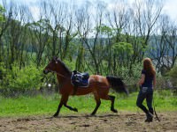 a început transylvania horse show 2014 cu participanţi din 19 ţări | video