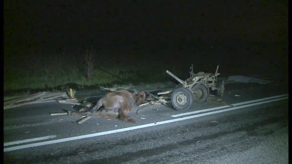 VIDEO FOTO Un căruțaș și doi cai au fot uciși într-un accident pe DN1 între Săcel și Săliște (IMAGINI DURE)