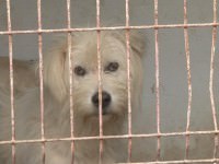 17 maidanezi aşteaptă să fie adoptaţi de către medieşeni | vezi amănunte