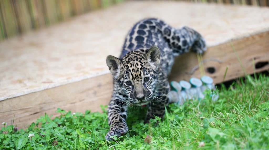 foto un pui de jaguar, cel mai nou locuitor de la grădina zoologică sibiu