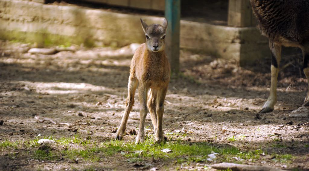 schimbări majore pentru o parte din animalele de la zoo în dumbrava sibiului