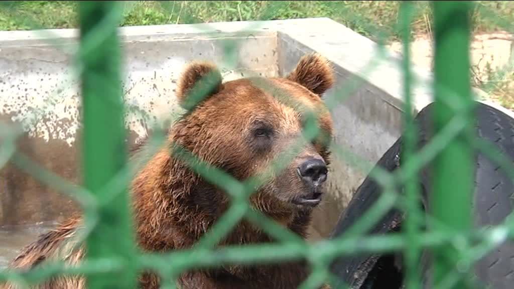 modernizări la zoo - urșii și jaguarii se vor muta în ''case'' noi