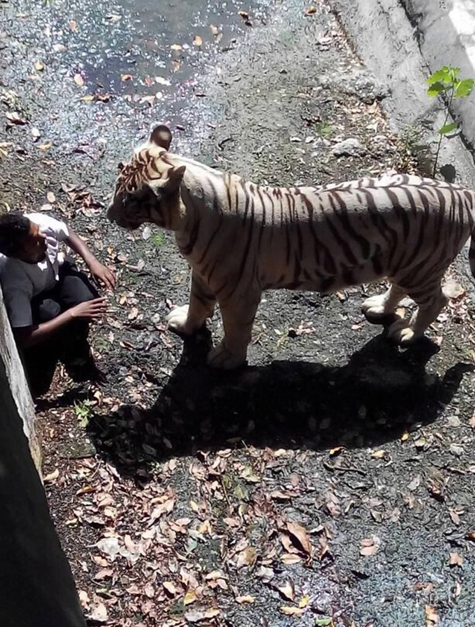 bărbat sfârtecat în cușca unui tigru din new delhi