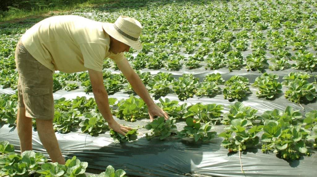 micii fermieri români preferă să arunce legumele la gunoi decât să le vândă pe nimic