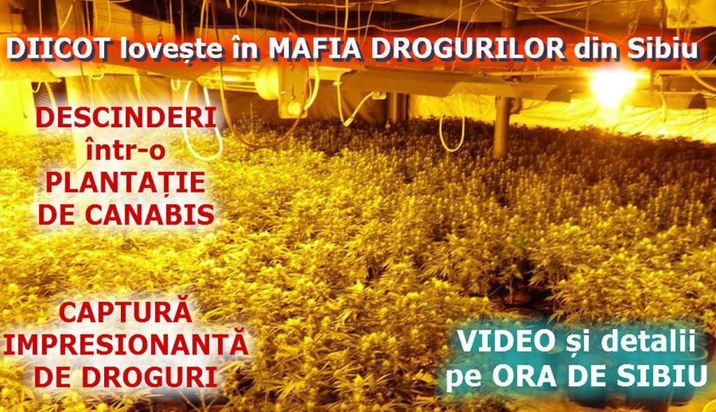 video plantaţie de canabis descoperită în județul sibiu! uite ce au găsit procurorii la descinderi!