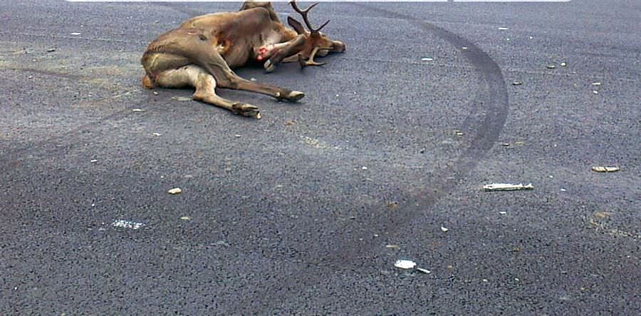 un cerb a provocat un accident pe dn1 la bradu. două persoane rănite!