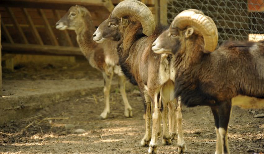 lucrări noi la grădina zoologică sibiu. patru contracte de modernizare demarate!