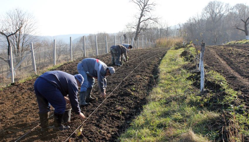 S-a înființat pepiniera cu soiuri tradiţionale în Livada Mălâncrav