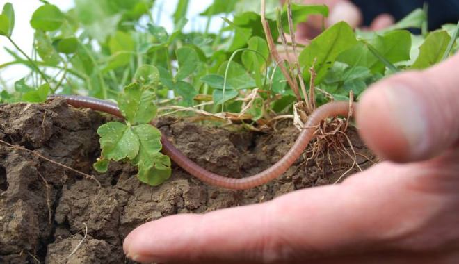 finanţare nerambursabilă pentru trecerea la agricultura ecologică