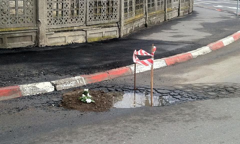 foto panseluțe plantate în gropile de pe străzile sibiului. ce spune primăria despre asta!