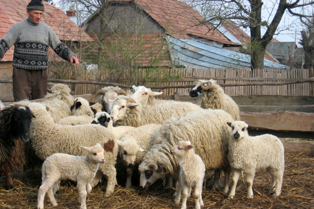 Cât va costa mielul de Paște la Sibiu. Ce zici de preț?