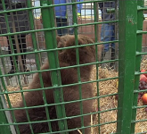 video foto puiul de urs a fost mutat la zărnești. îngrijitorii spun că el a fost braconat și așa a ajuns în sibiu!