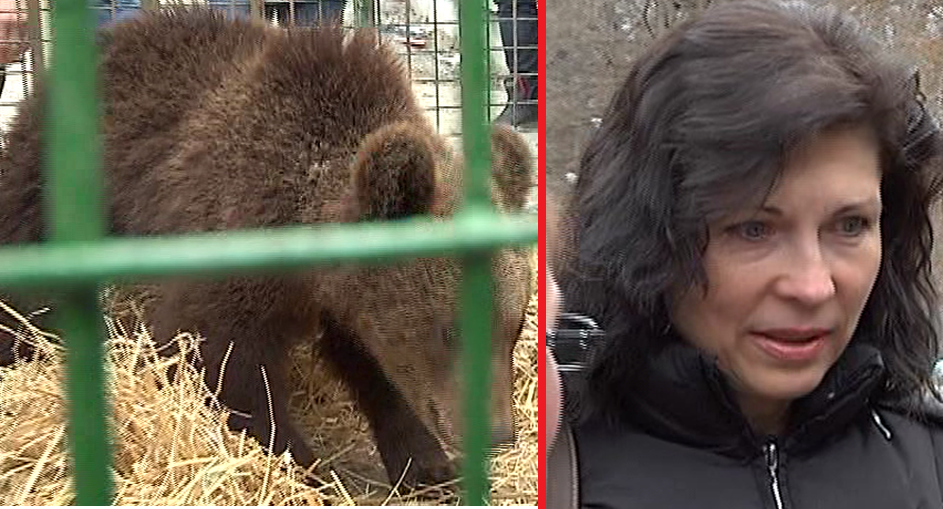 VIDEO Puiul de urs capturat în oraș, adoptat de o familie din Sibiu. A fost botezată Sasha!