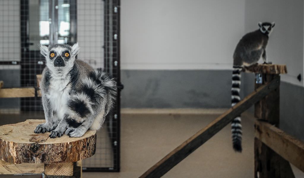 foto au fost aduse noi animale la zoo în dumbravă. jaguarul mai pleacă de la sibiu