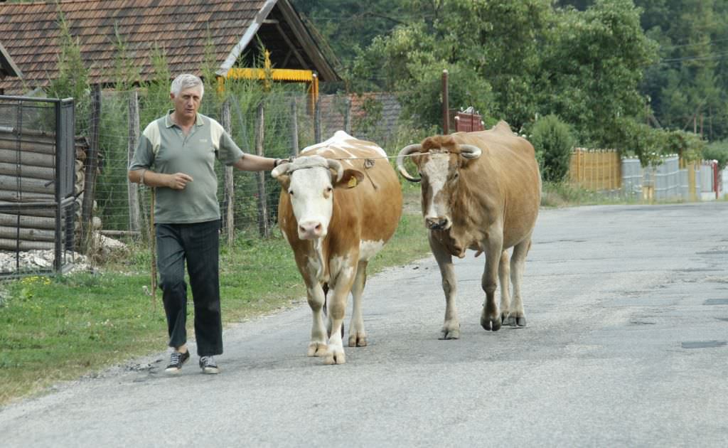 nenorocire printre fermierii sibieni. peste 5.000 din ei trebuie să dea înapoi banii din subvențiile apia