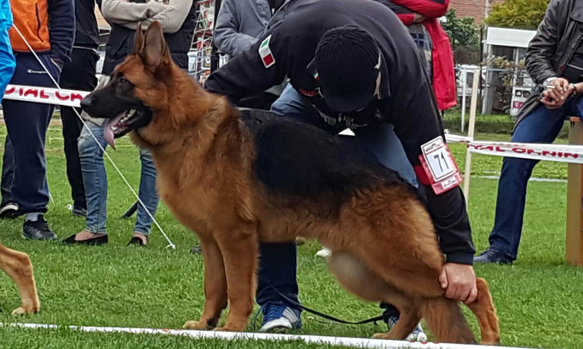 demonstratii de dresaj si super câini în weekend la sibiu